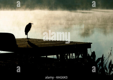 Un grand héron, Ardea hernies, en silhouette, repose sur un lac d'eau douce sur un quai de la Floride Etats-Unis froid matin attendre que le brouillard se dissipe à nourrir. Banque D'Images