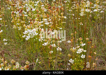 Champ avec beaucoup de fleurs blanches de marsh grass de parnassus Banque D'Images