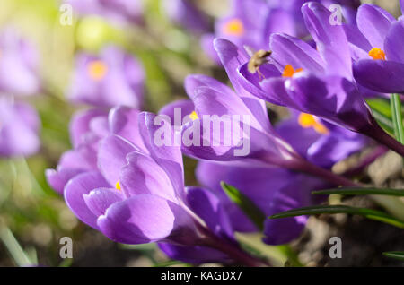 Belle première fleurs de printemps crocus fleurir sous un soleil éclatant. Vacances de printemps toile Banque D'Images