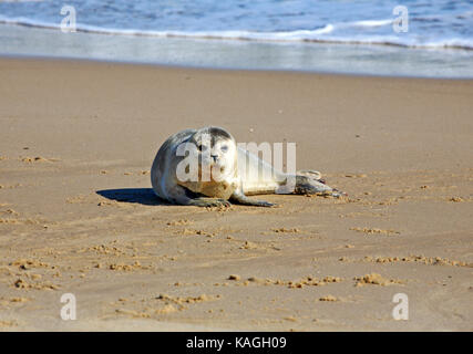 Un phoque gris, Halichoerus grypus, sur la plage de Norfolk est horsey, Norfolk, Angleterre, Royaume-Uni. Banque D'Images