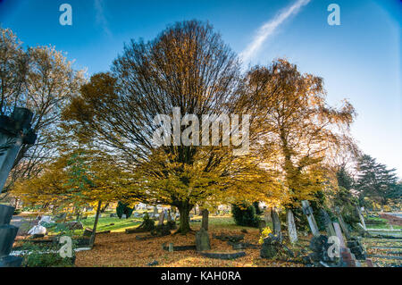 Les arbres d'automne à camberwell old cemetery Banque D'Images