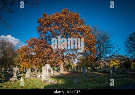 Les arbres d'automne à camberwell old cemetery Banque D'Images