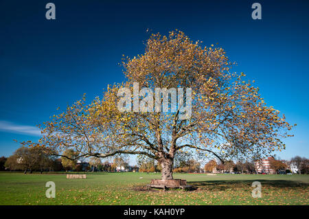 Les arbres d'automne dans la région de peckham rye park south london Banque D'Images