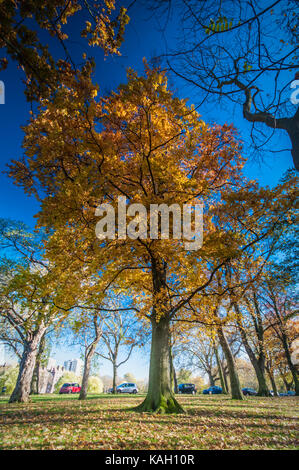 Les arbres d'automne dans la région de peckham rye park south london Banque D'Images