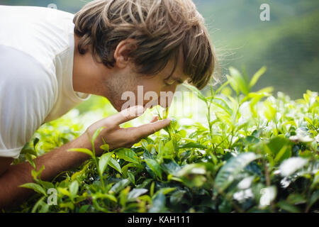 Jeune homme sur la plantation de thé de feuilles de thé fraîches odeur Banque D'Images