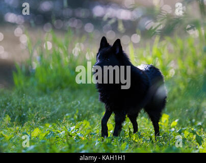 Chien schipperke en action Banque D'Images