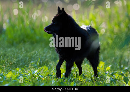 Chien schipperke en action Banque D'Images