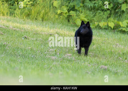 Chien schipperke en action Banque D'Images