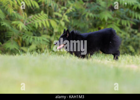 Chien schipperke en action Banque D'Images