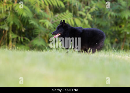 Chien schipperke en action Banque D'Images