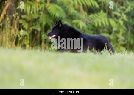 Chien schipperke en action Banque D'Images