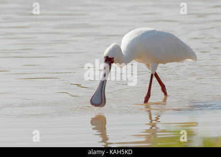 Spatule d'Afrique (platalea alba) dans l'eau d'alimentation avec réflexion, Kruger National Park, Afrique du Sud. Banque D'Images