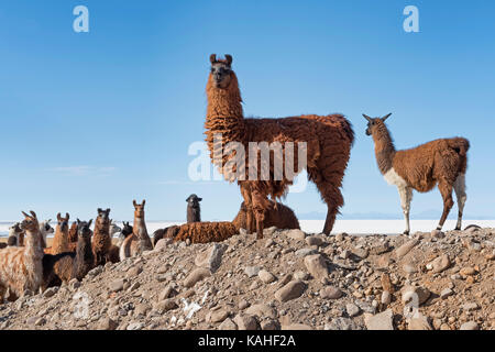 Lamas (lama glama), troupeau dans un paysage stérile, Altiplano, Colchani, Potosí, Bolivie Banque D'Images