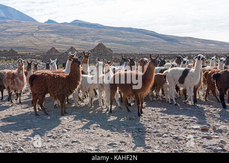 Lamas (lama glama), troupeau dans un paysage aride, Altiplano, Andes, Colchani, Potosí, Bolivie Banque D'Images