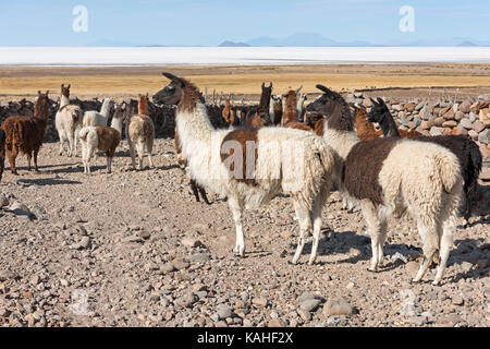 Lamas (lama glama), troupeau dans un paysage stérile, Altiplano, Colchani, Potosí, Bolivie Banque D'Images