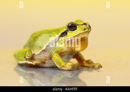 Grenouille verte petit mignon ( Hyla arborea ) Banque D'Images