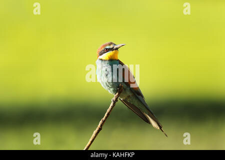 European bee eater perché sur twig ( Merops apiaster ) Banque D'Images