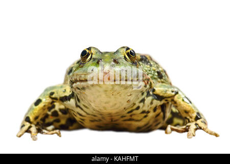 Vue avant du marais commun isolé de grenouille sur fond blanc ( pelophylax ridibundus ) Banque D'Images