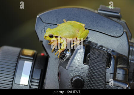 Rainette de l'article sur la photo appareil photo ( Hyla arborea ) Banque D'Images