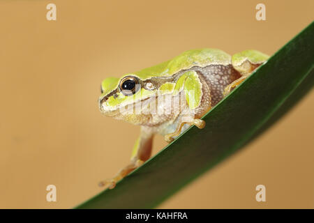 Hyla arborea sur une feuille, la rainette verte européenne mignon Banque D'Images