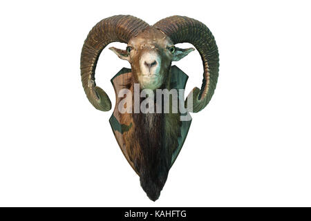 Trophée de chasse mouflon isolé sur fond blanc, tête pleine longueur, taxidermie ( Ovis orientalis ) Banque D'Images