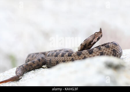 Vipera ammodytes au soleil sur la pierre calcaire, le nez venimeux vipère à cornes Banque D'Images