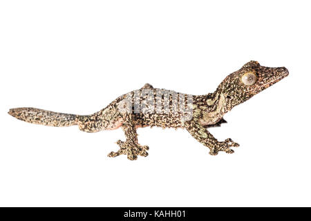 Gecko à queue de feuille moussus (Uroplatus sikorae) in front of white background, madagascar Banque D'Images