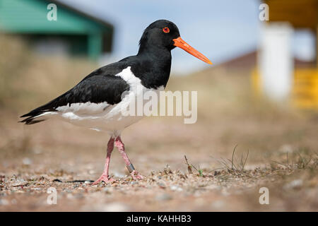 Les huîtriers eurasien (Haematopus ostralegus) en face de la maison de vacances, mer des Wadden, mer du Nord, Schleswig-Holstein, Allemagne Banque D'Images