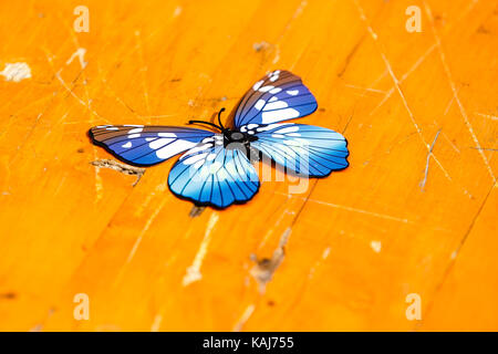 Papillon bleu à la main sur l'orange Banque D'Images