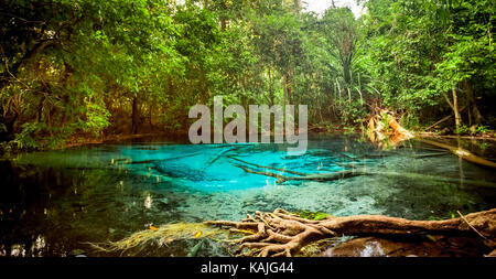 Piscine d'emeraude ou tha nam song klong pom à la province de Krabi, Thaïlande. amazing crystal clear canal émeraude avec forêt de mangrove. belle nature landsca Banque D'Images