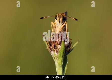 Femme Essex Skipper Papillon Banque D'Images