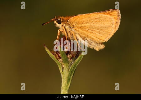 Femme Essex Skipper Papillon Banque D'Images