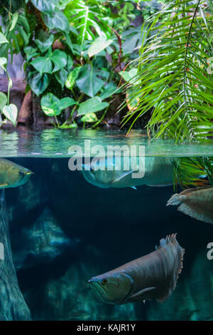 Arowana argenté ou Osteoglossum bicirrhosum dans le réservoir Banque D'Images