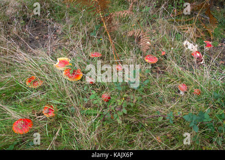 Groupe d'agaric fly colorés toadstools (Amanita muscaria) de plus en plus parmi les herbes hautes en automne Banque D'Images