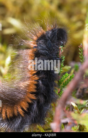 Fox Moth caterpillar Macrothylacia rubi (alimentation) sur la bruyère (Calluna) Banque D'Images