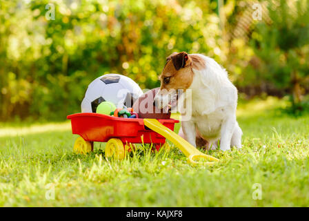 Chien heureux au jardin coloré avec la récolte de billes à Barrow Banque D'Images