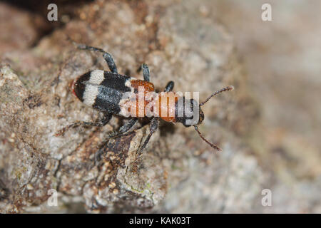 Coléoptère Thanasimus formicarius (Ant). À VENTRE ROUGE DU Clerid, Cleridae. Sussex, UK Banque D'Images