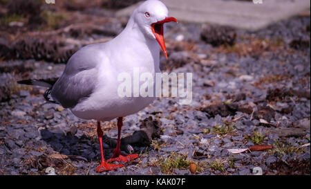 Un adulte qui se plaint de la gull à bec rouge, gros plan. Photo prise en Nouvelle-Zélande. Banque D'Images