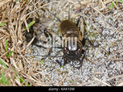 La Eunemobius (Gryllus campestris) nymphe mâle reste manger de rival à l'entrée des terriers. Sussex, UK Banque D'Images
