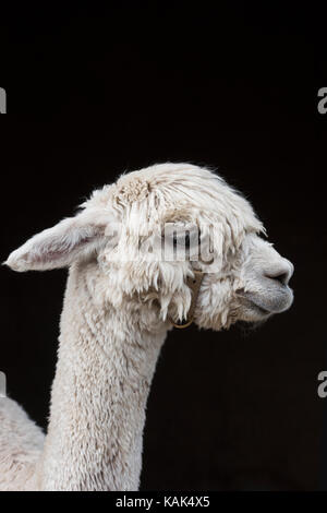 Vicugna pacos. L'alpaga dans un stylo au Malvern autumn show, Worcestershire, Royaume-Uni Banque D'Images