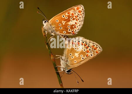 Appariement Des Papillons Bruns Argus Banque D'Images