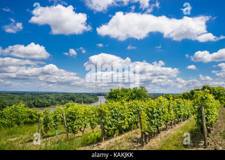 La France, pays de la Loire, Maine-et-Loire, vignobles à Montsoreau, dans la vallée de la Loire Banque D'Images