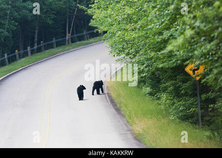 L'ours noir d'oursons dans parc national de la Mauricie, Canada Banque D'Images