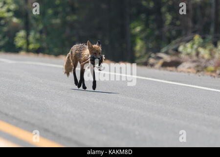 Red Fox sur la route avec les proies Banque D'Images