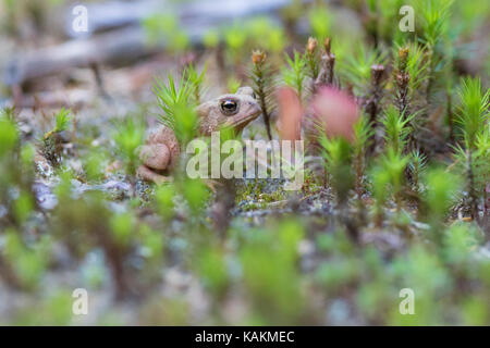 Crapaud d'Amérique de bébé Banque D'Images