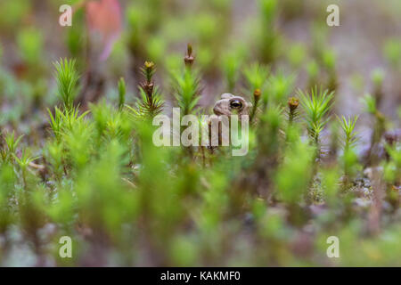 Crapaud d'Amérique de bébé Banque D'Images