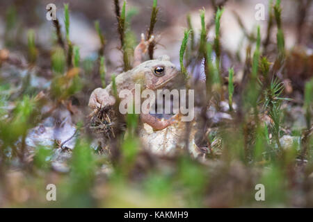 Crapaud d'Amérique de bébé Banque D'Images