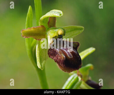 C'est l'ophrys sphegodes orchis sauvages, le début de l'orchidée araignée Banque D'Images