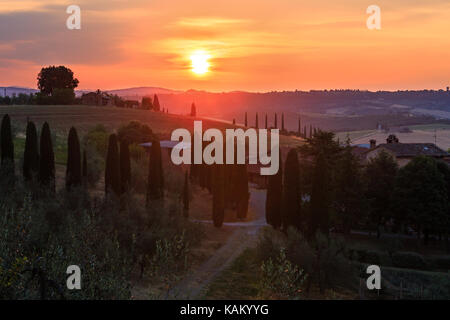 Beau paysage de Toscane summer morning sunrise campagne en Italie. typique de la région Toscana agritourisme, collines, champ de blé, d'olives gard Banque D'Images