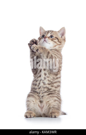 Mignon bébé chat jouant isolé sur fond blanc Banque D'Images
